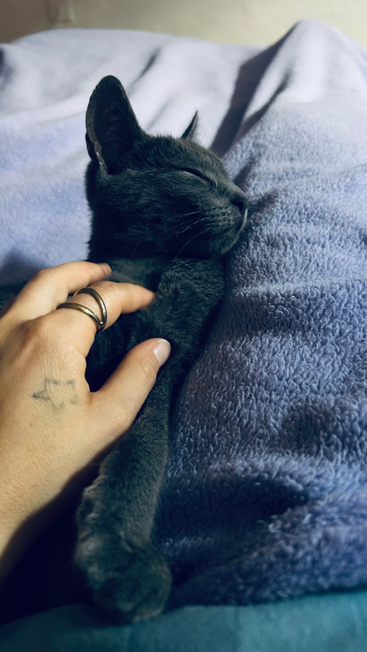 Non avevo bisogno di un gatto